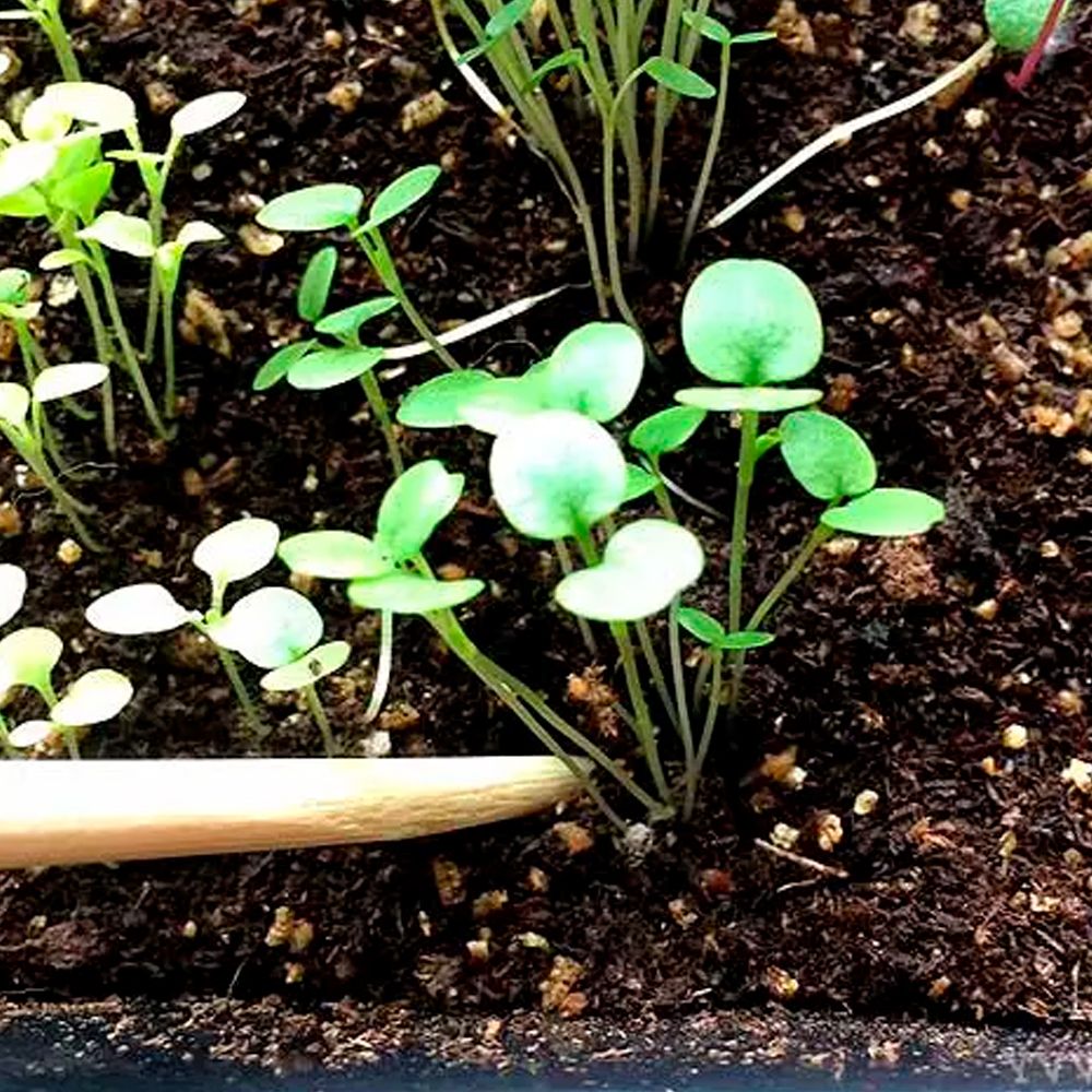 Пикировка рассады весной